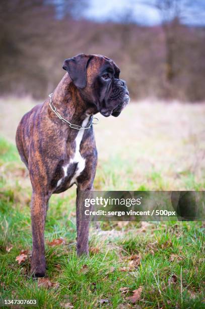 french boxer dog