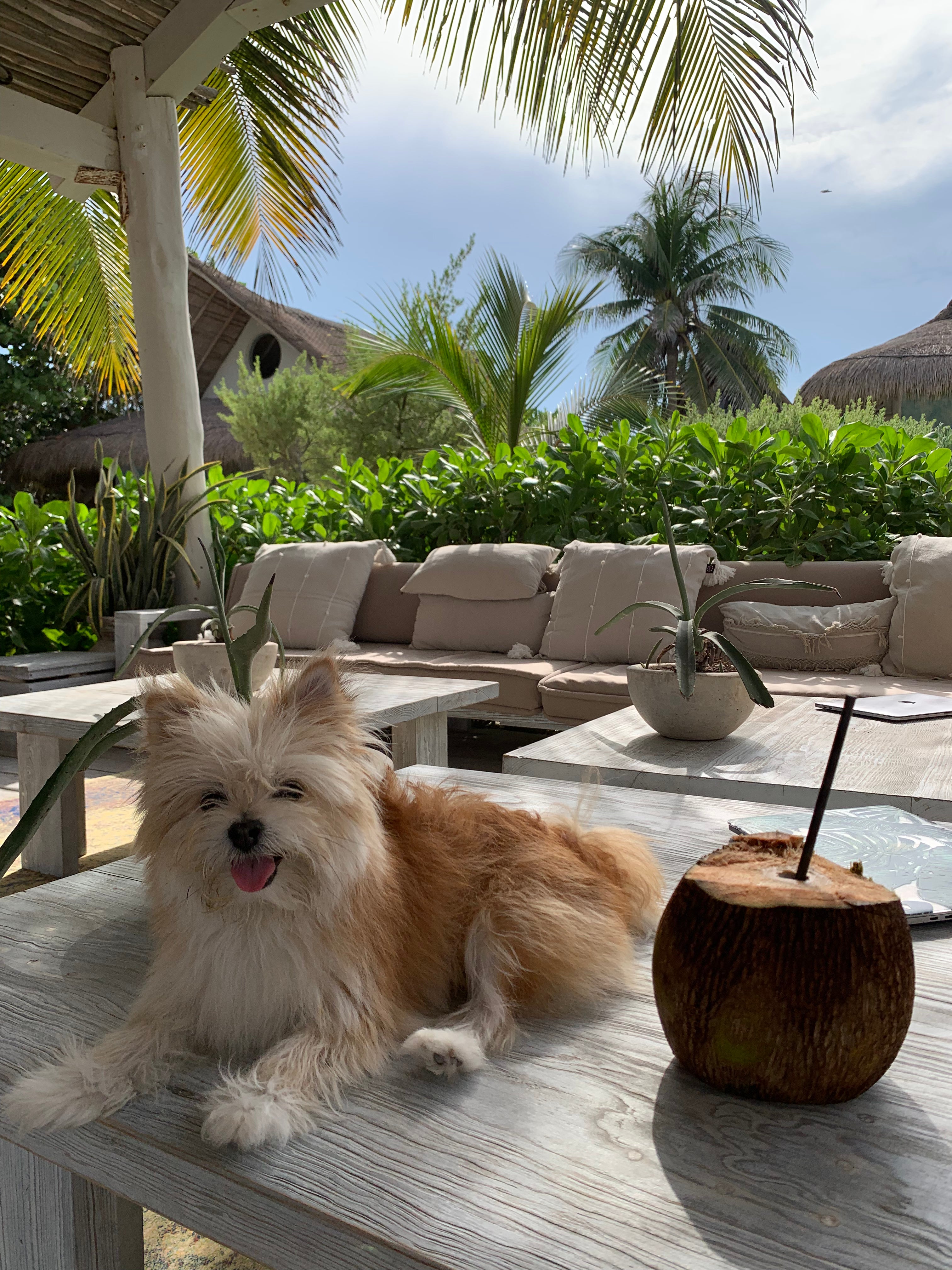 easiest country to move to with a dog