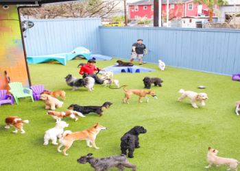 nearest petsmart to this location