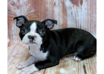 boston terrier puppies near me for sale