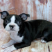 boston terrier puppies near me for sale