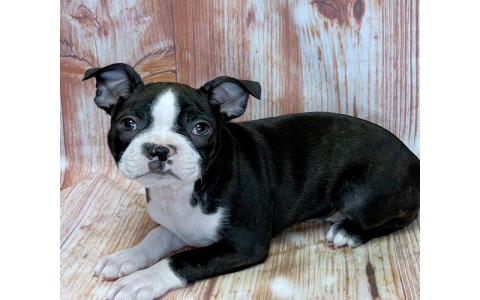 boston terrier puppies near me for sale