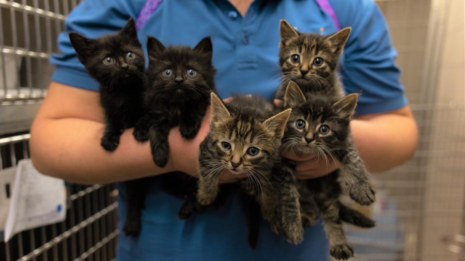 kitten rescue groups