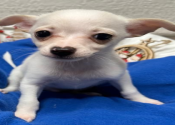 chihuahua puppies for sale florida