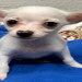 chihuahua puppies for sale florida