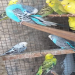 cheap parrots