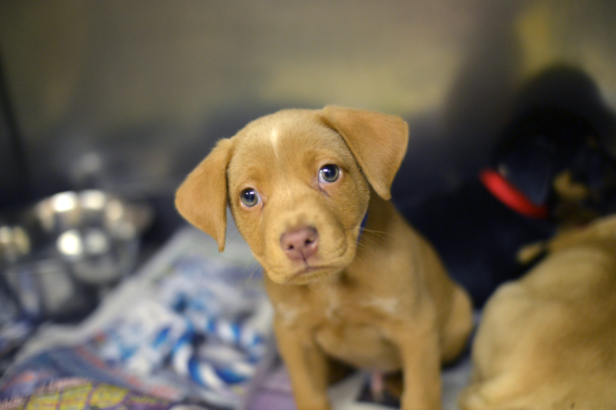 dog shelters near me within 20 mi