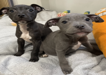 small breed dog for adoption