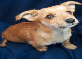 dachshund crossed with jack russell