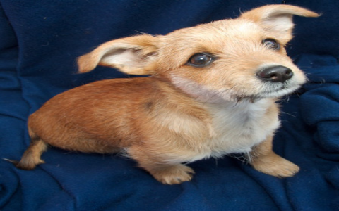 dachshund crossed with jack russell