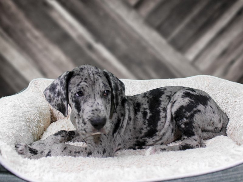 merle great dane puppy
