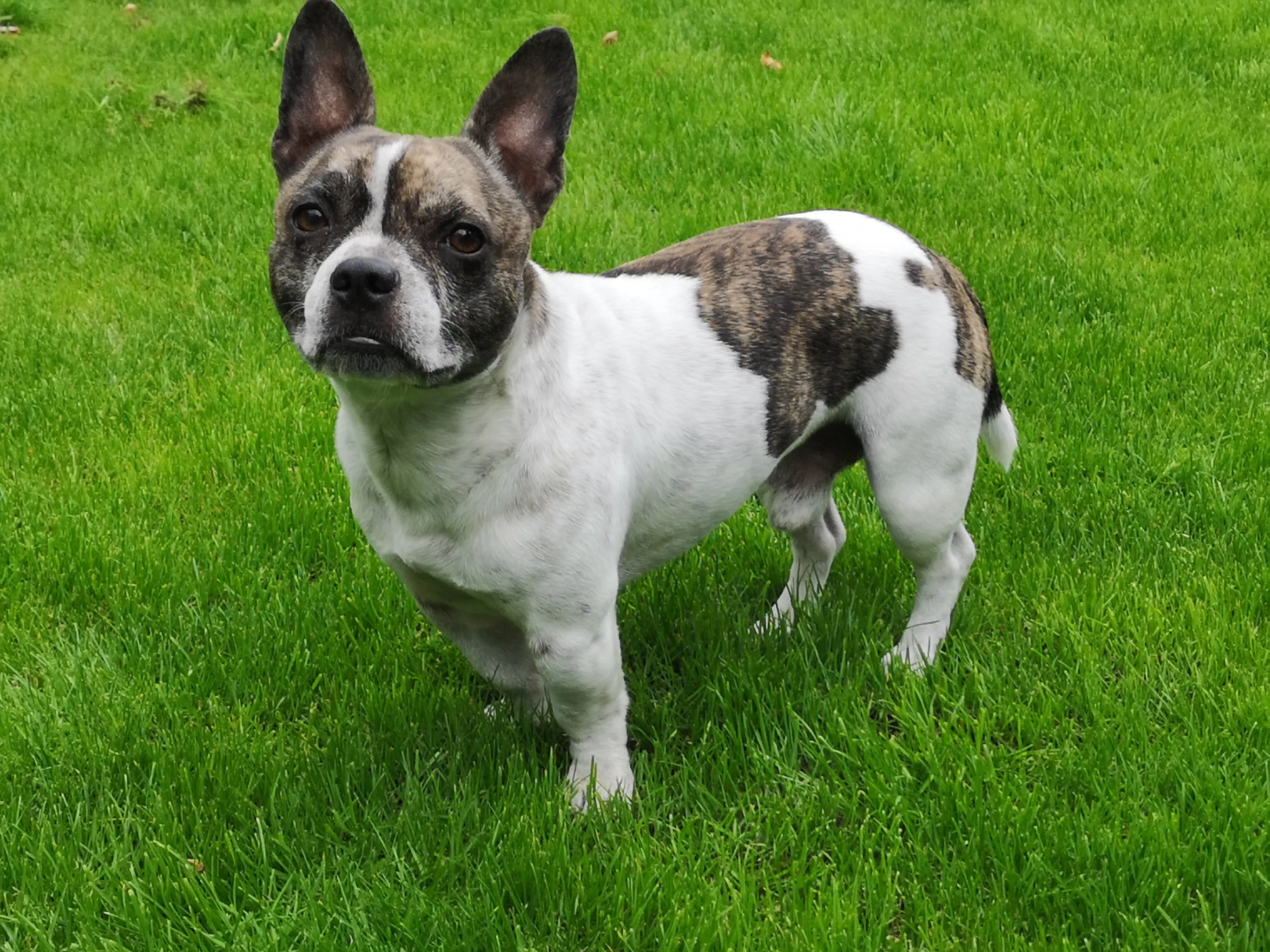 french bulldog mix with chihuahua