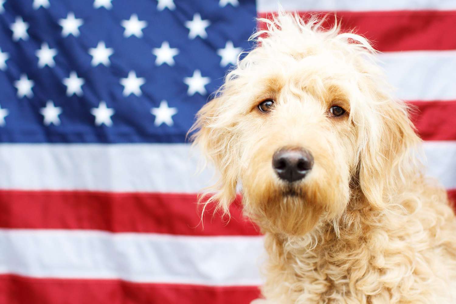 usa national dog