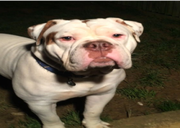 british bulldog french bulldog cross