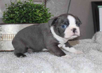 boston terrier for sale near me