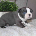 boston terrier for sale near me