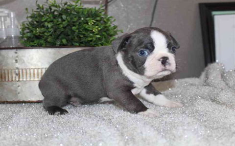 boston terrier for sale near me