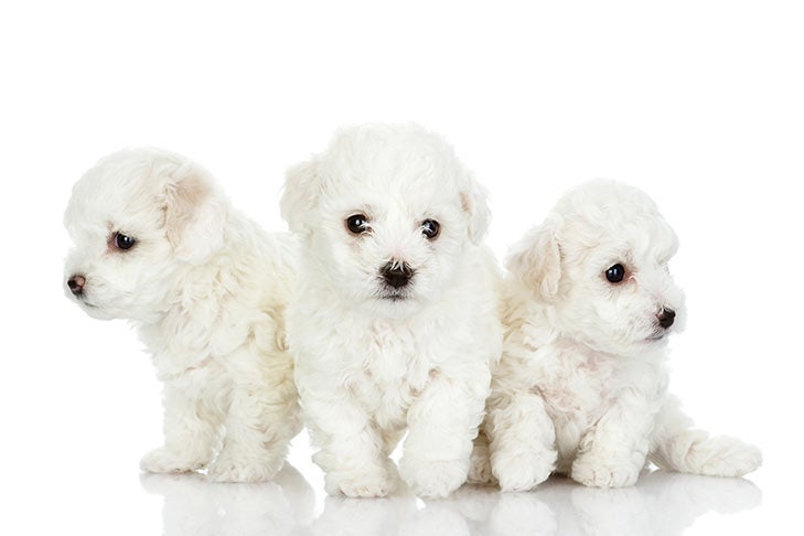 maltese puppies for sale new jersey
