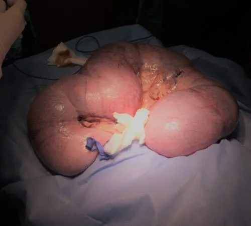 dog c section near me