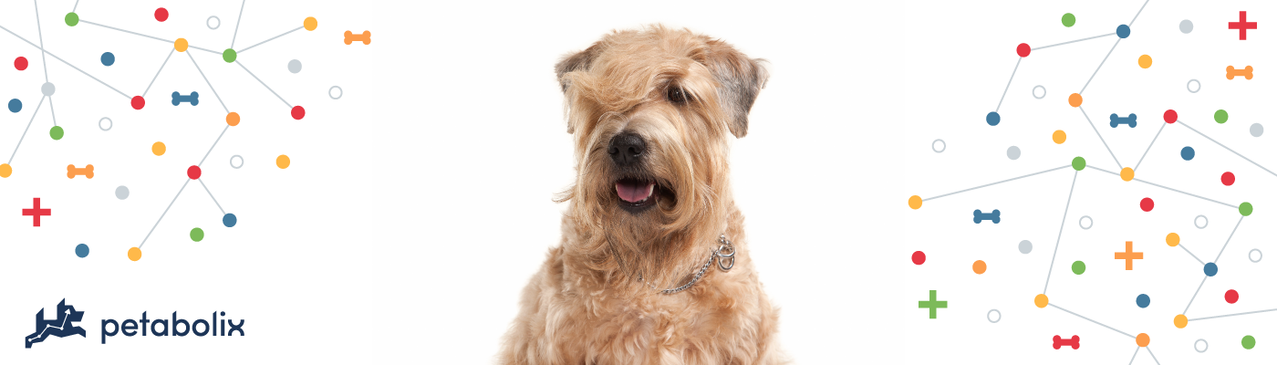 best dog food for wheaten terriers