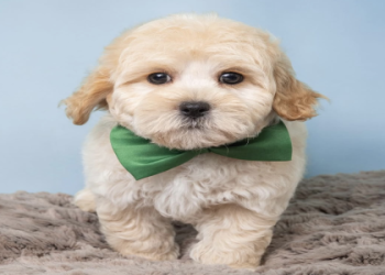 female maltipoo for sale