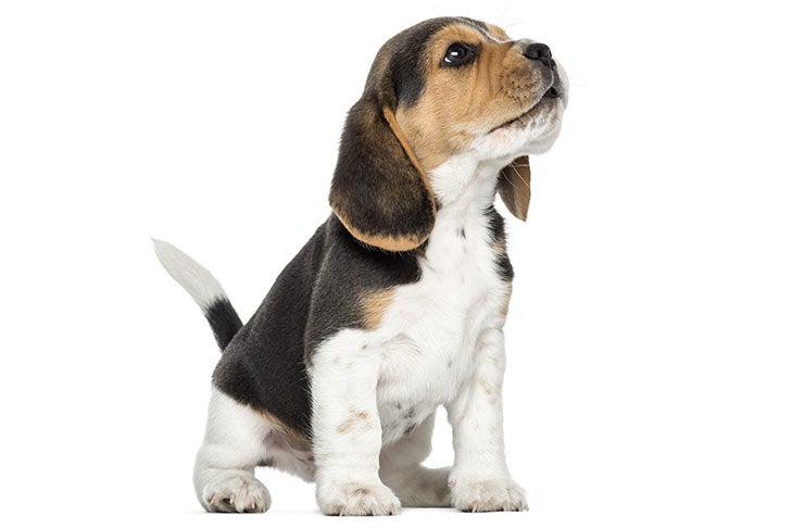 beagle puppies for sale in pa