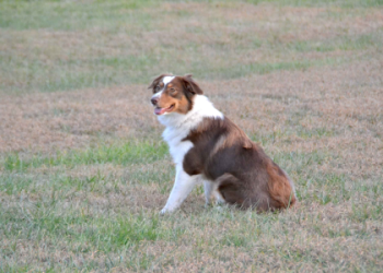 purebred australian shepherd price