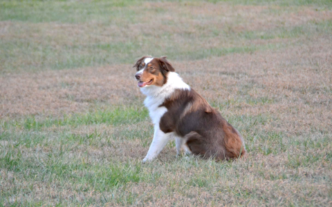 purebred australian shepherd price