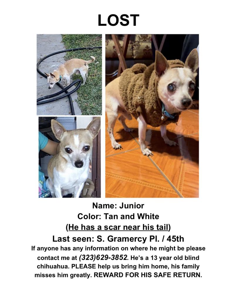 lost chihuahua near me