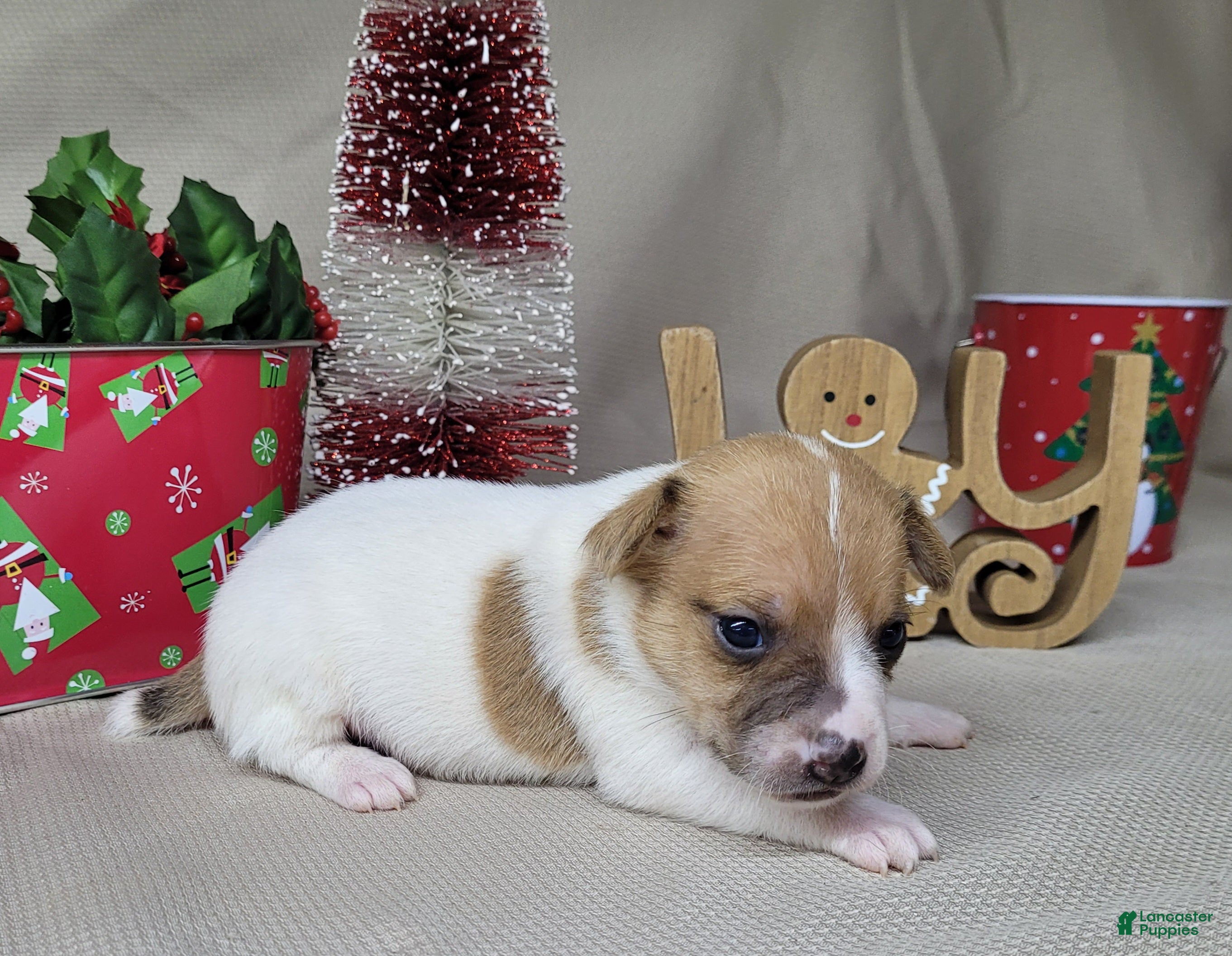 jack russell terrier puppies indiana