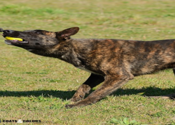 brindle dog breeds