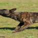 brindle dog breeds