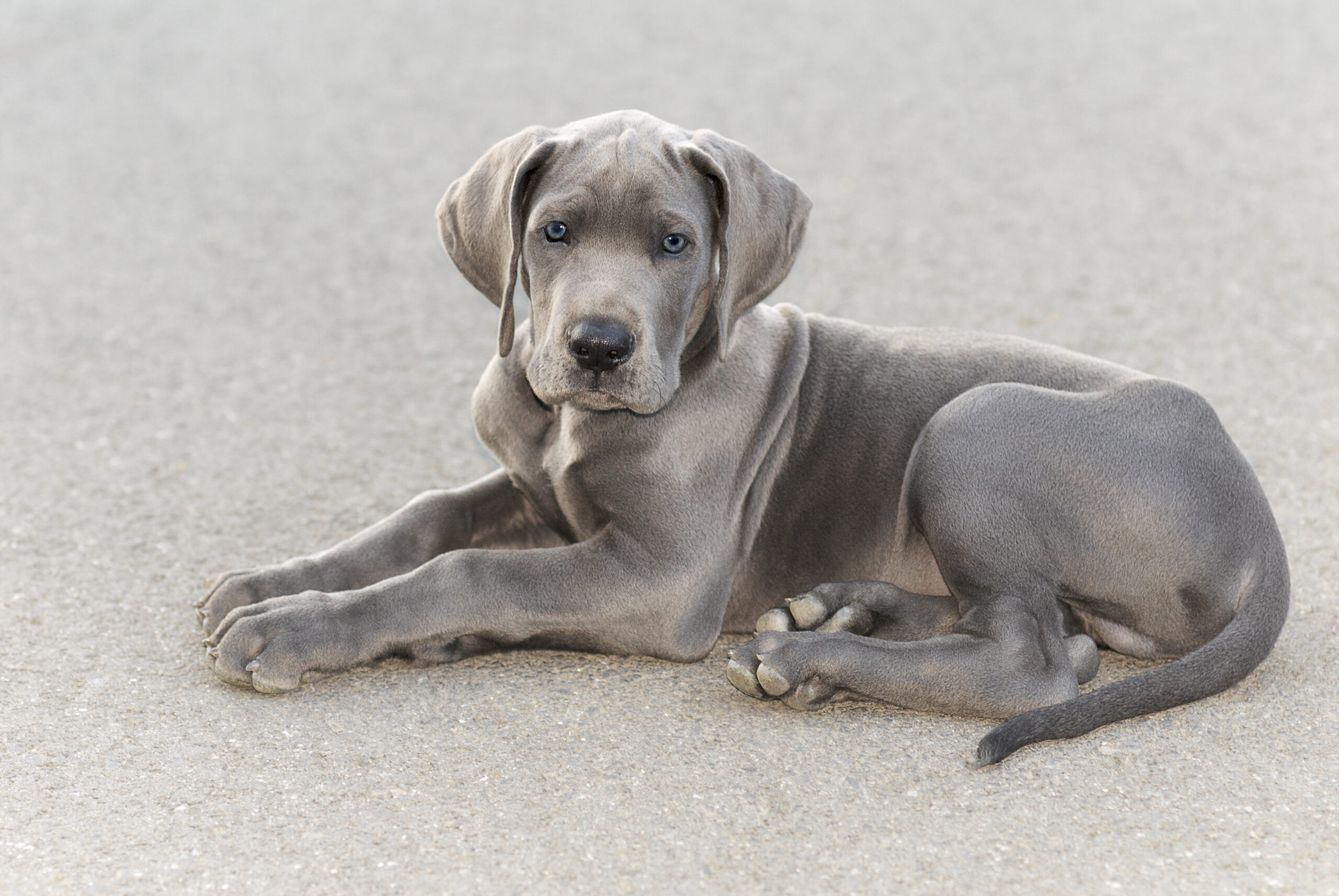 grey great dane puppy