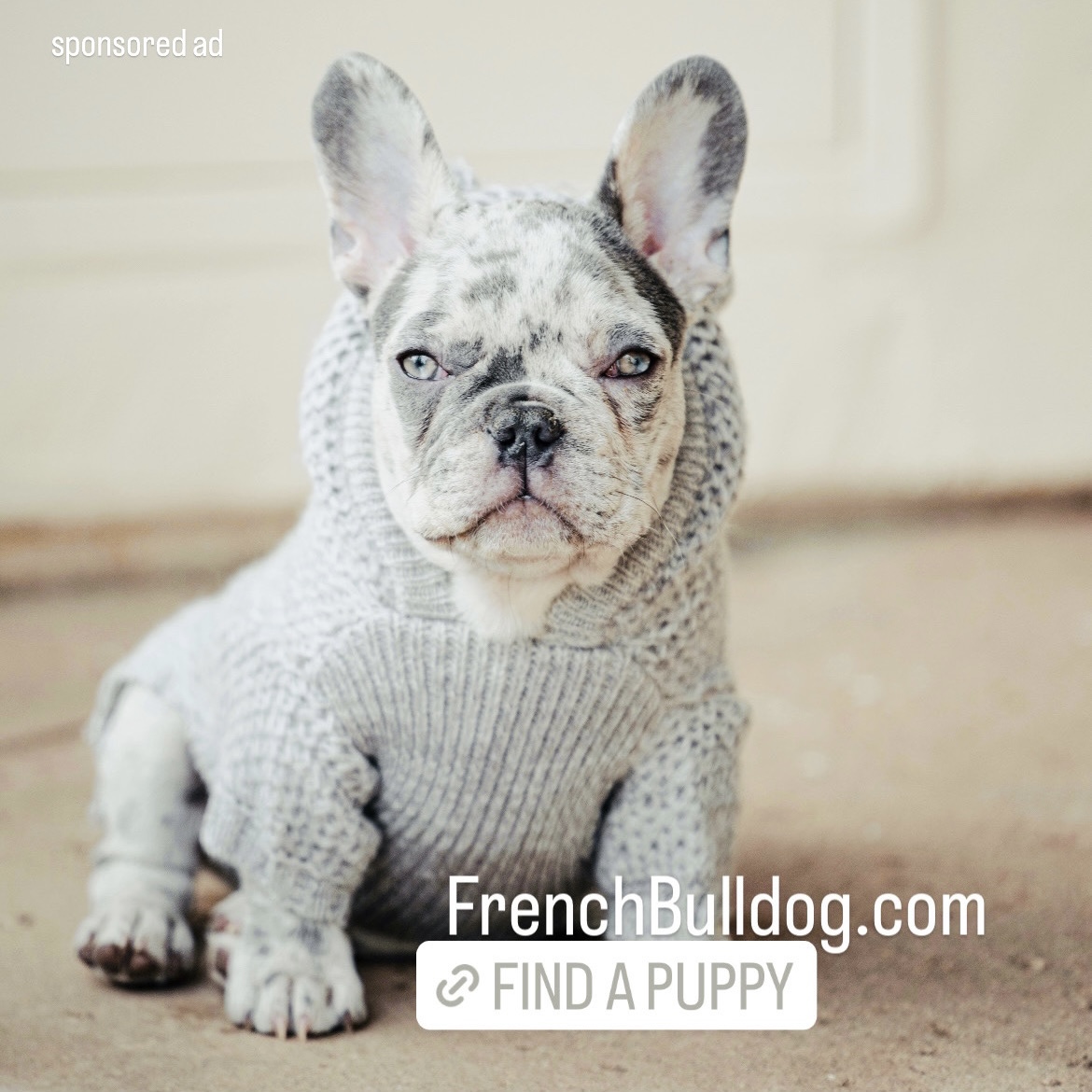 french bulldog adoption near me for free