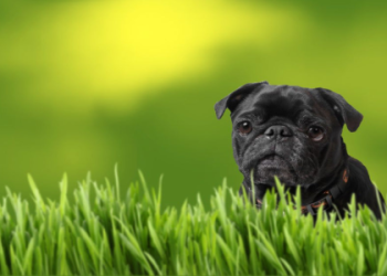 cute pictures of pug dogs