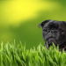 cute pictures of pug dogs