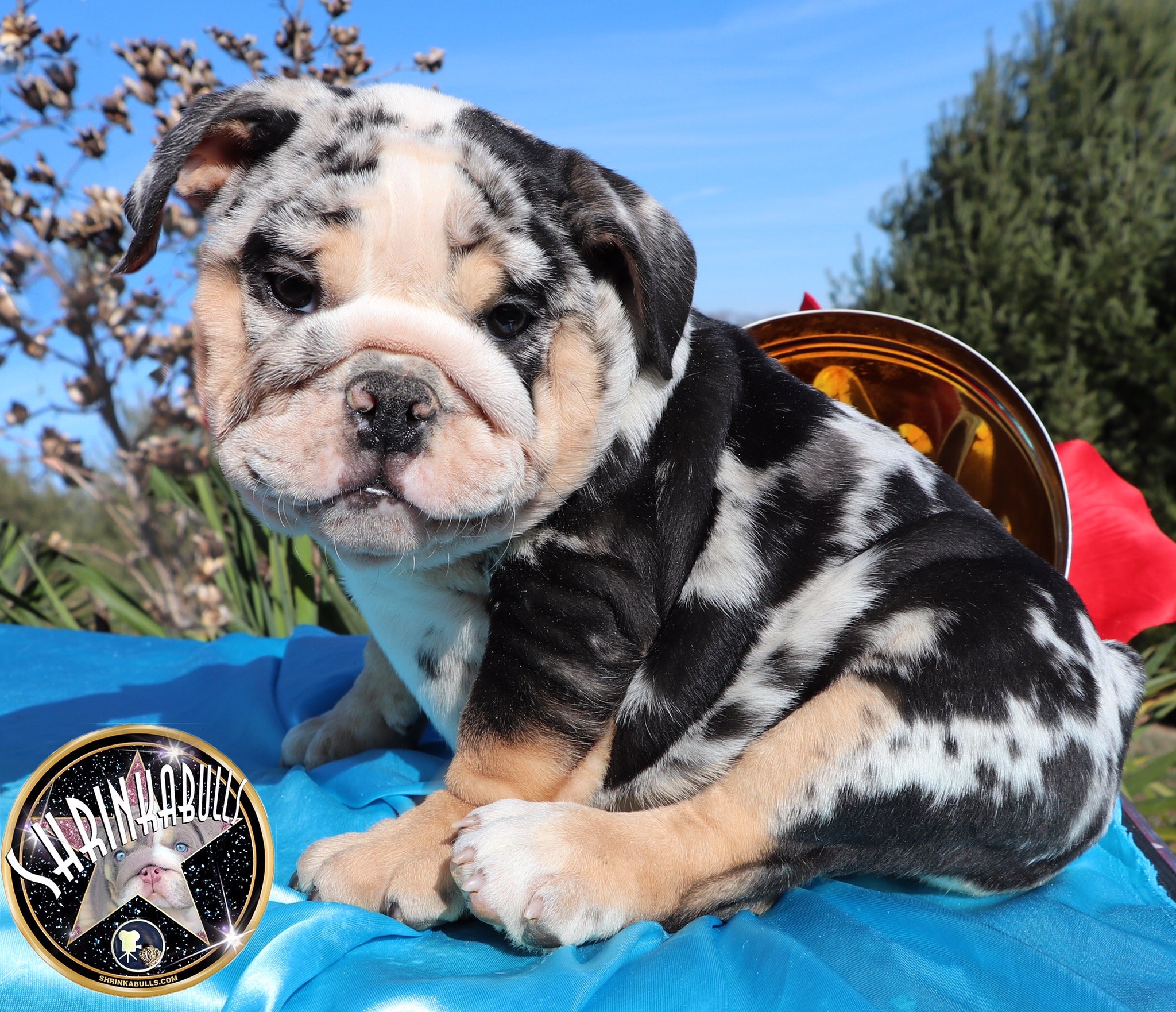 merle bulldog puppy