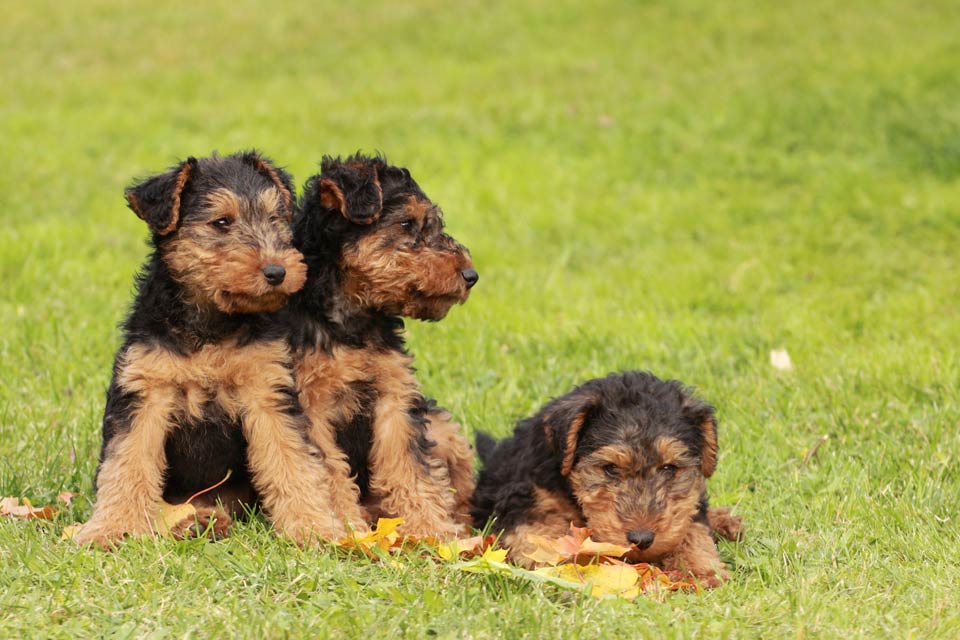 welsh terrier pups for sale
