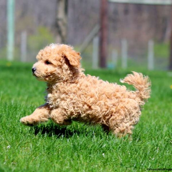 maltipoo puppies in pa
