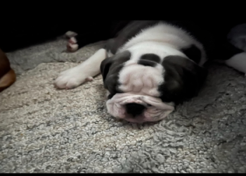 english bulldog puppies ct
