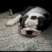 english bulldog puppies ct
