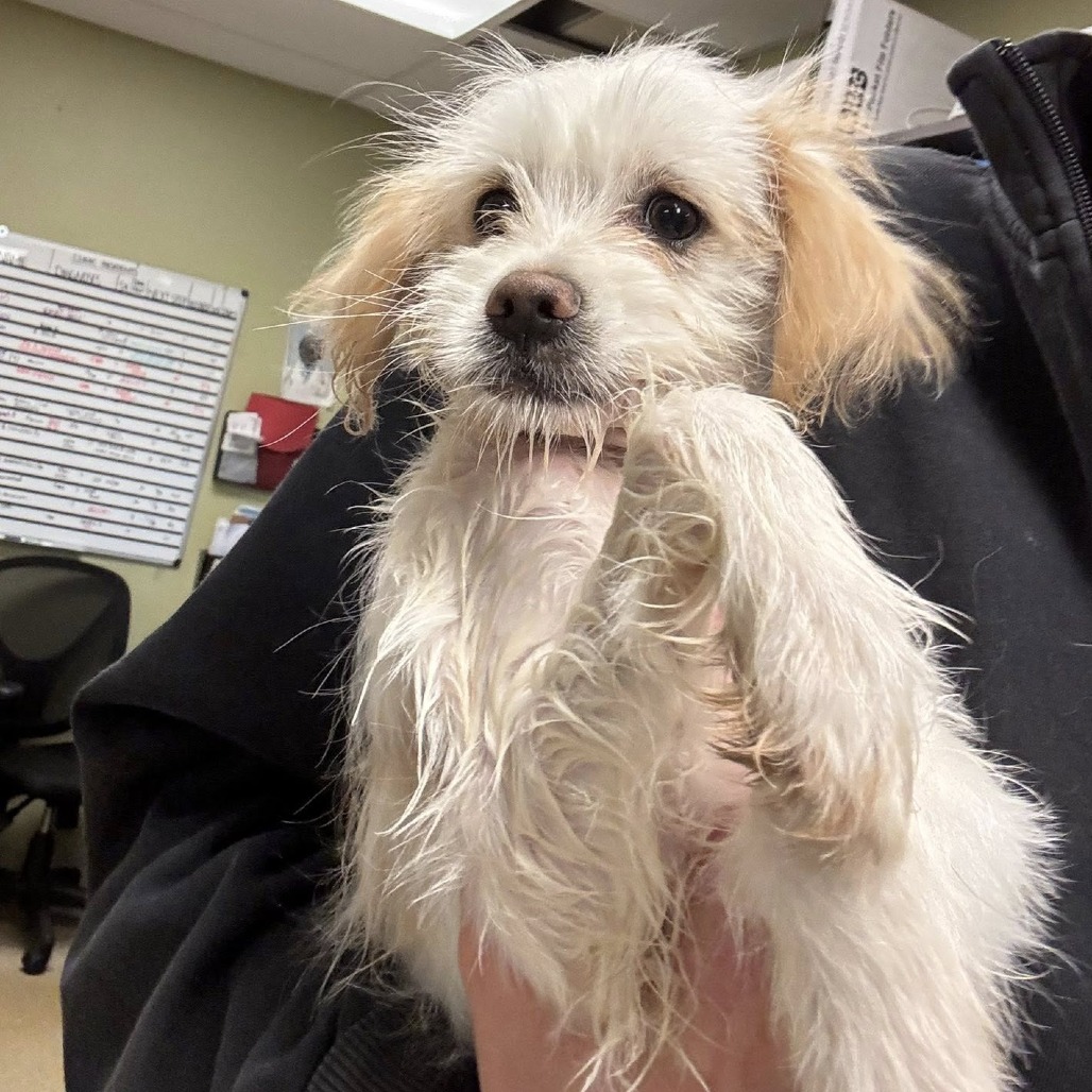 small dogs for adoption st louis