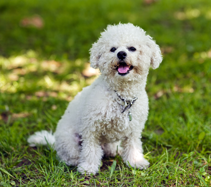 bichon dogs for sale