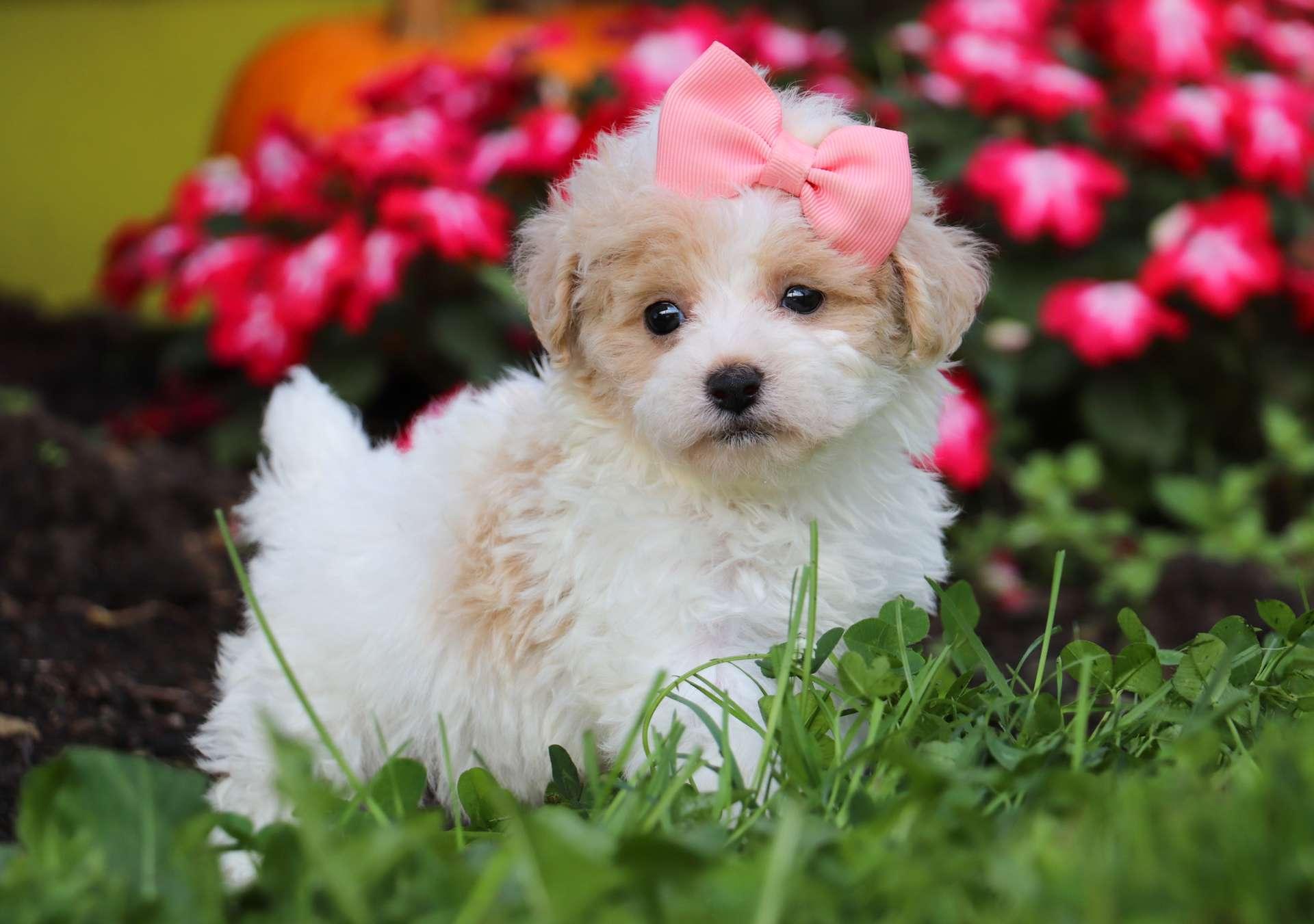 maltipoo for sale virginia