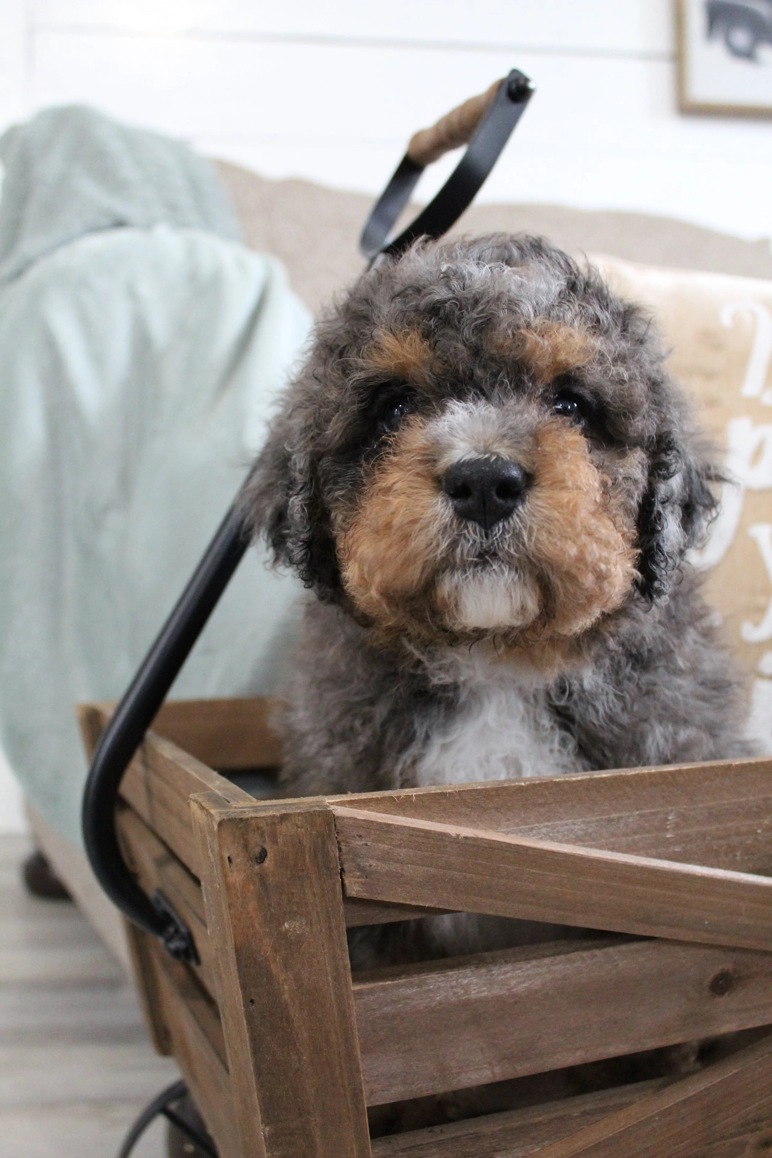 new england bernedoodle