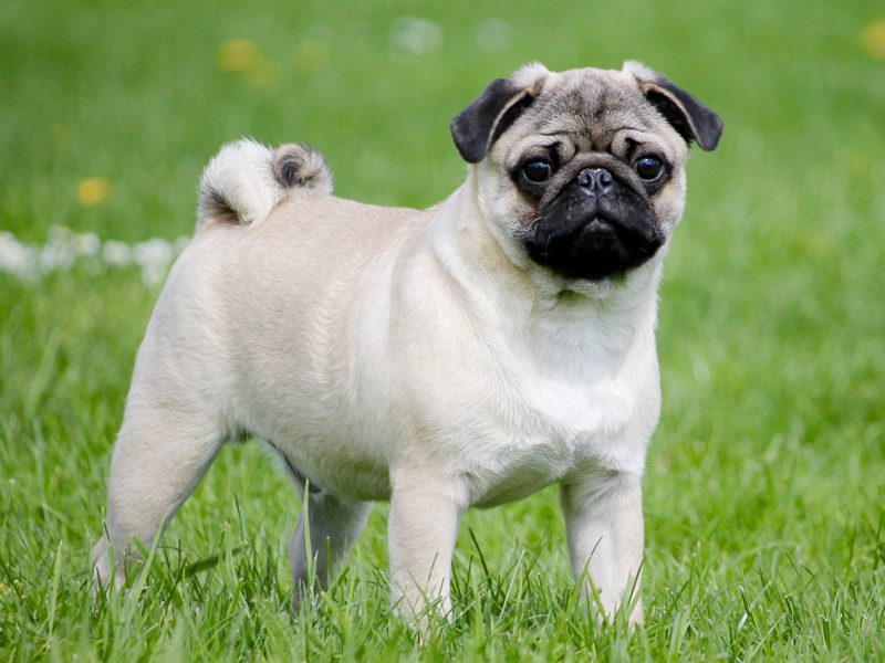 dog pug for sale