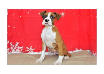 boxer dogs for sale in illinois