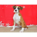 boxer dogs for sale in illinois