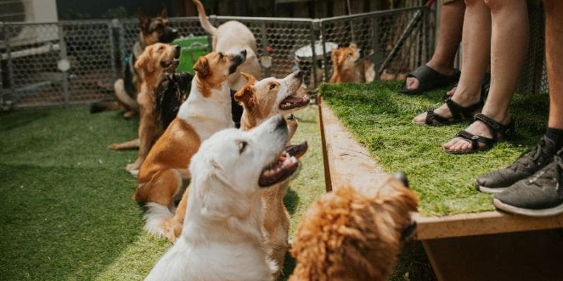 animal business for sale