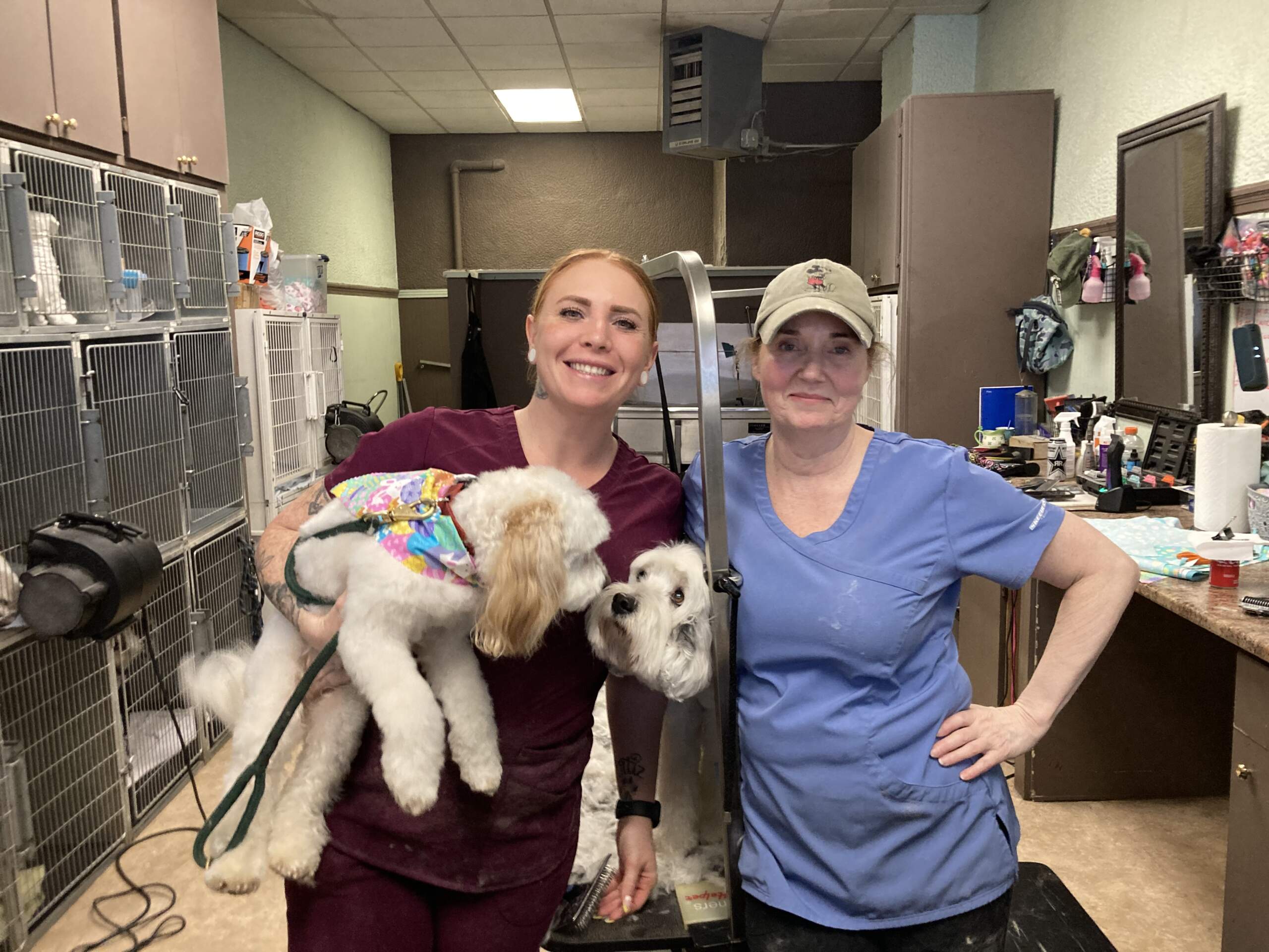 dog grooming south boston